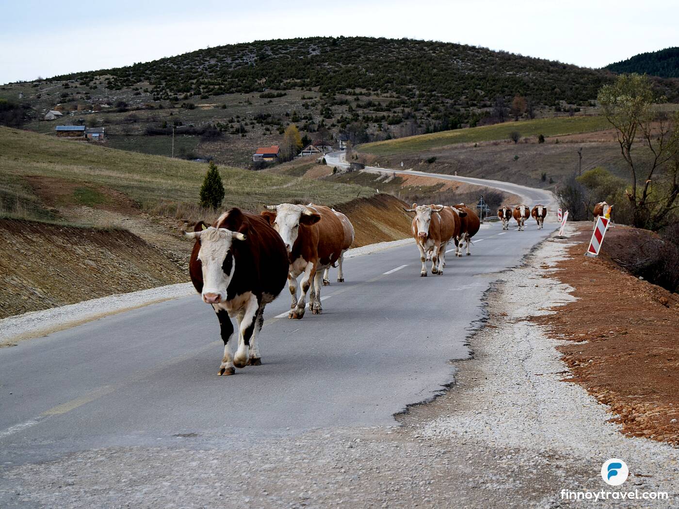 Cows on the road