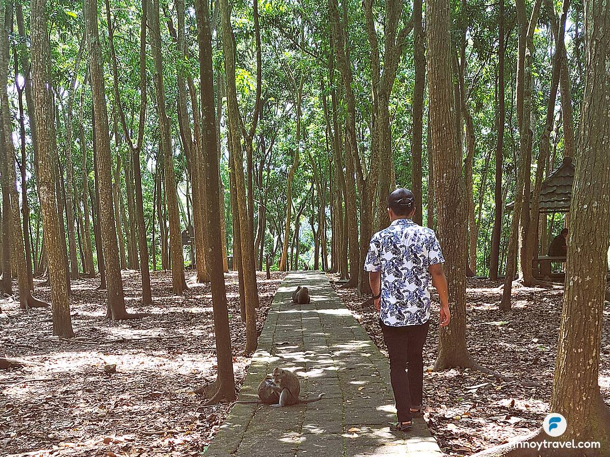 Walking at the Bali Monkey forest