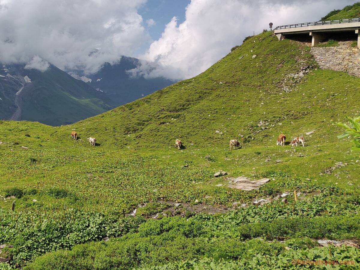 Cows in the Alps