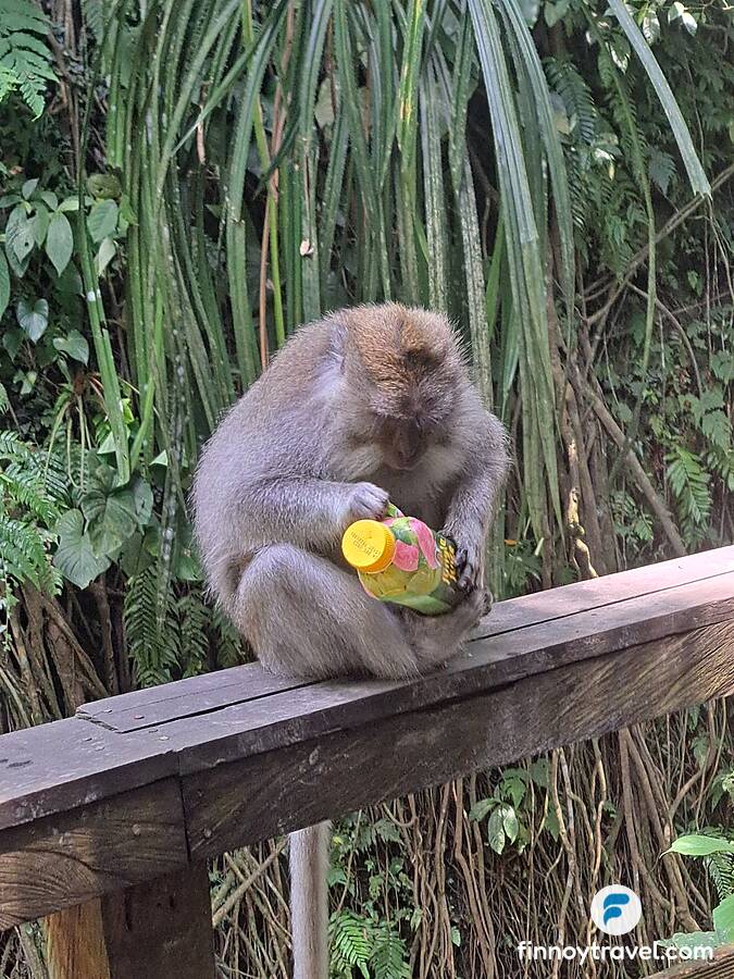 Monkey and bottle