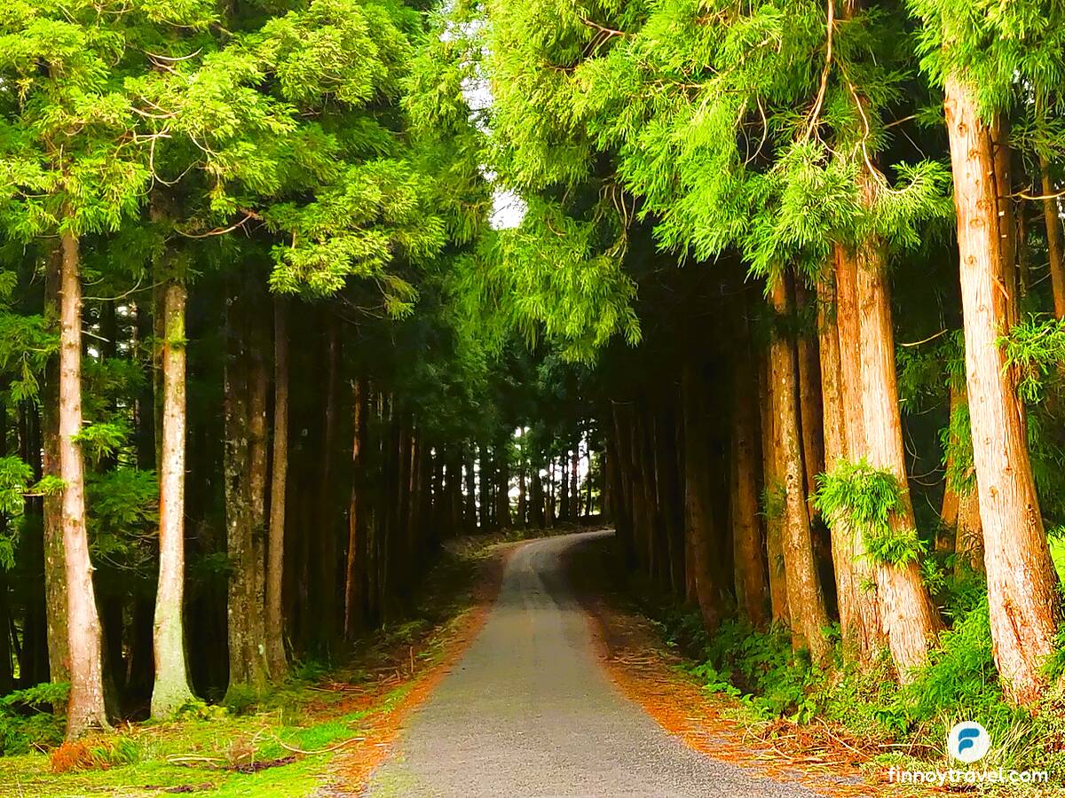 アゾレスの森を走る風光明媚な道