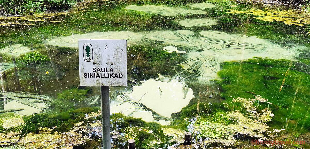 青の泉（エストニア語で Saula Siniallikad）