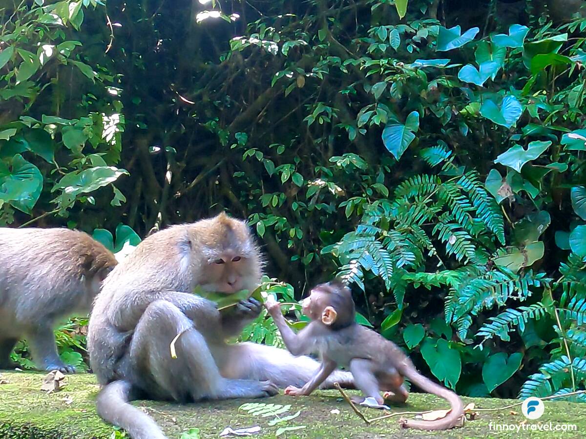 Macacos se alimentando no Santu&aacute;rio da Floresta dos Macacos, em Ubud