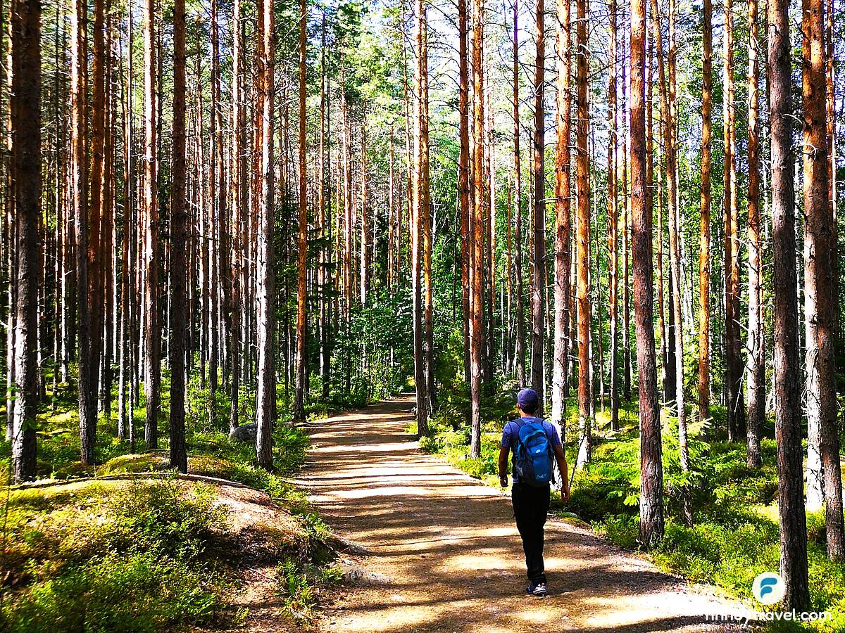 Uma trilha pela floresta
