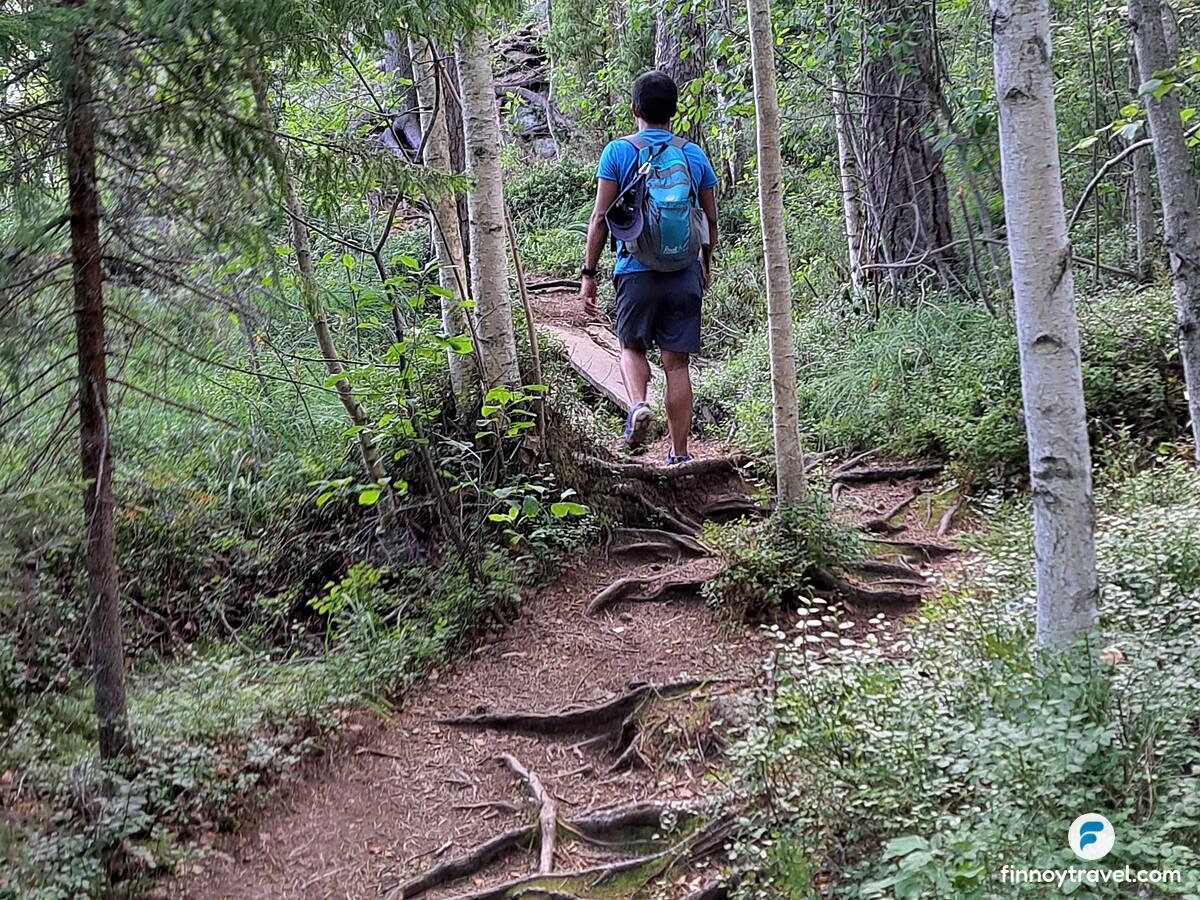 Uma trilha pela floresta