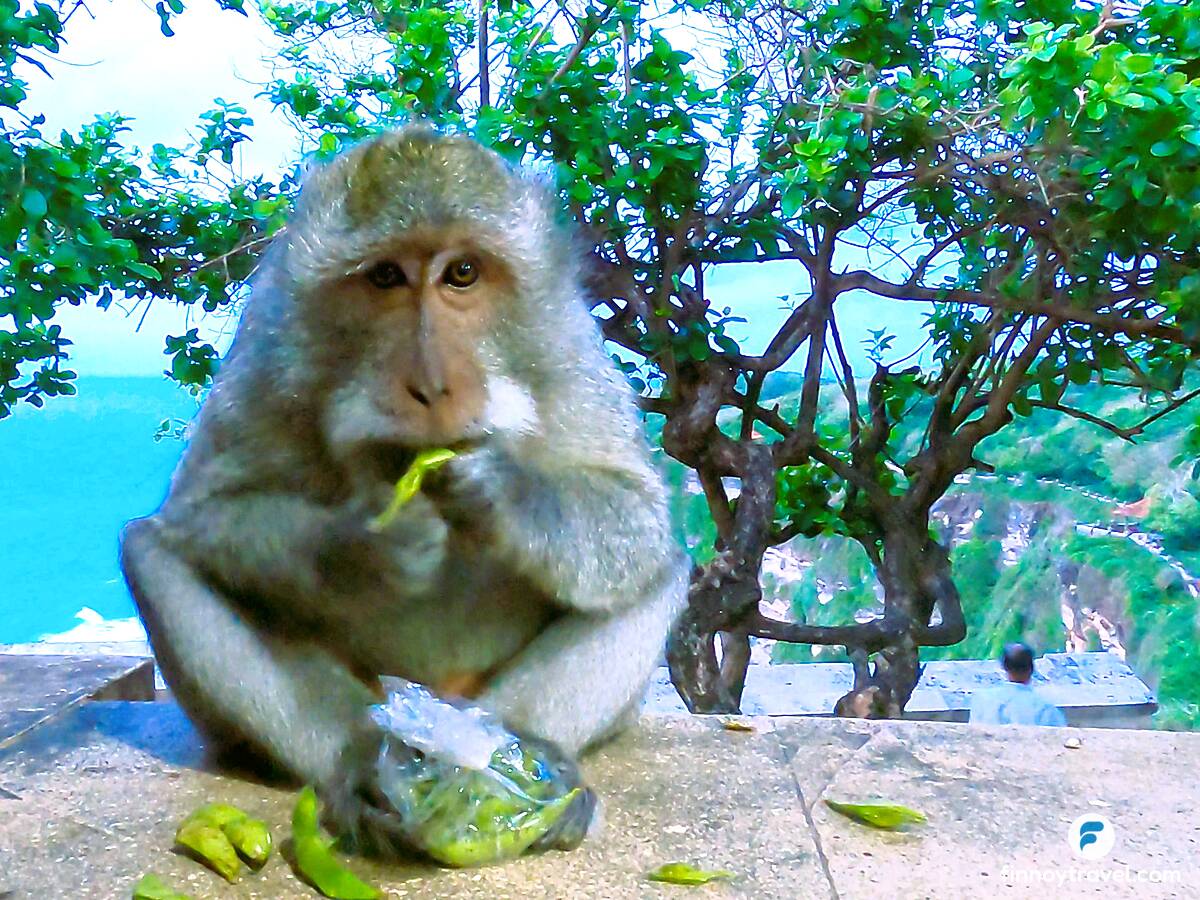 Unggoy sa paligid ng Templo ng Uluwatu