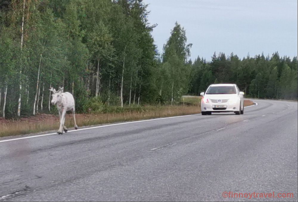 Isang kotse at reindeer