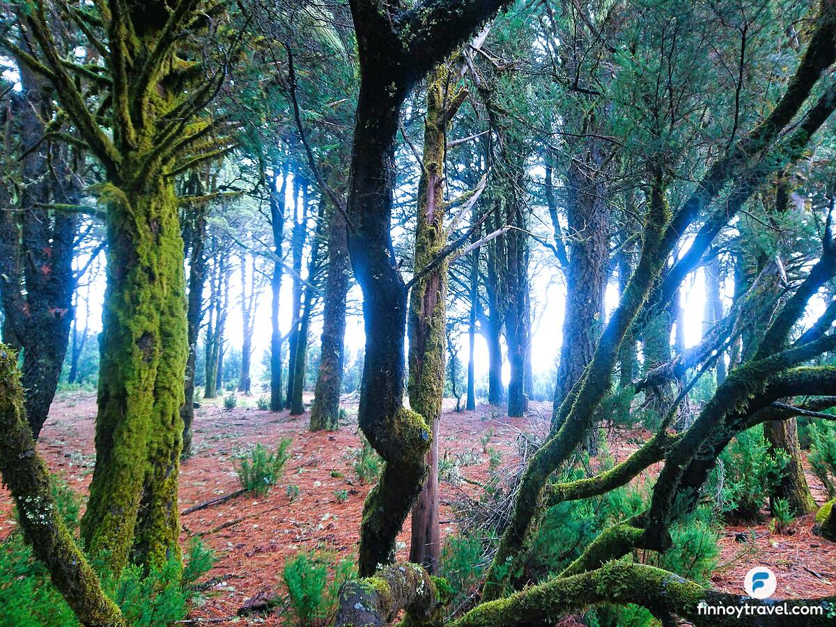Sendero La Llan&iacute;a sa El Hierro