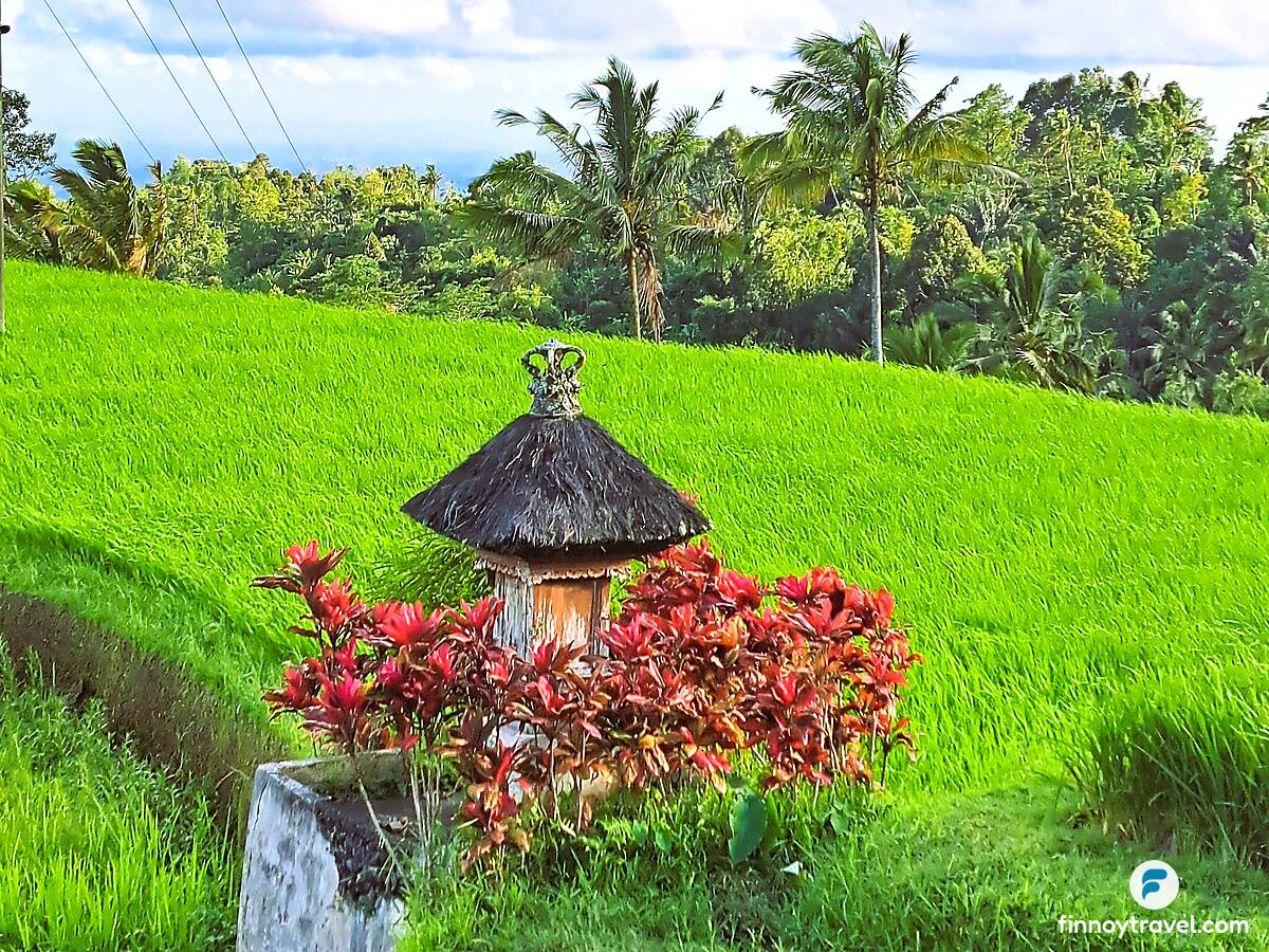 巴厘岛稻田